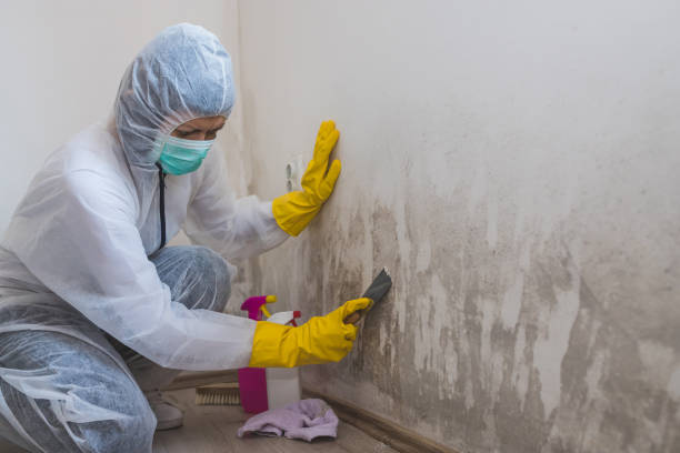 Best Attic Mold Remediation in Sheffield, AL