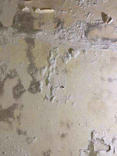 Best Residential Mold Remediation in Sheffield, AL