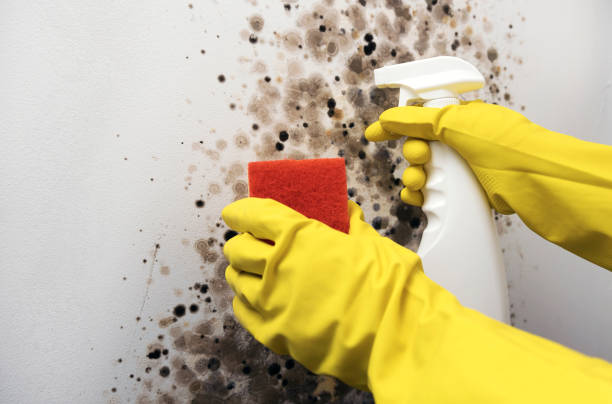 Best HVAC Mold Remediation in Sheffield, AL