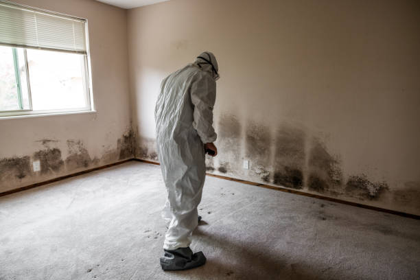 Best White Mold Remediation in Sheffield, AL