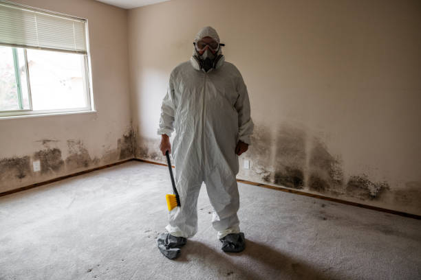 Best DIY Mold Remediation Support Services in Sheffield, AL