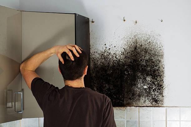 Best Basement Mold Remediation in Sheffield, AL